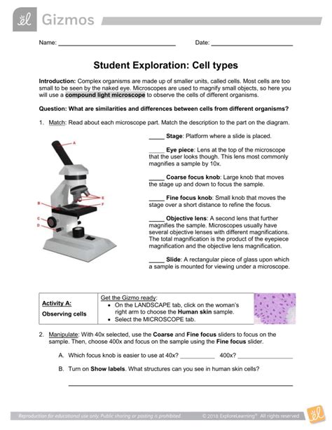 cell types gizmo answers